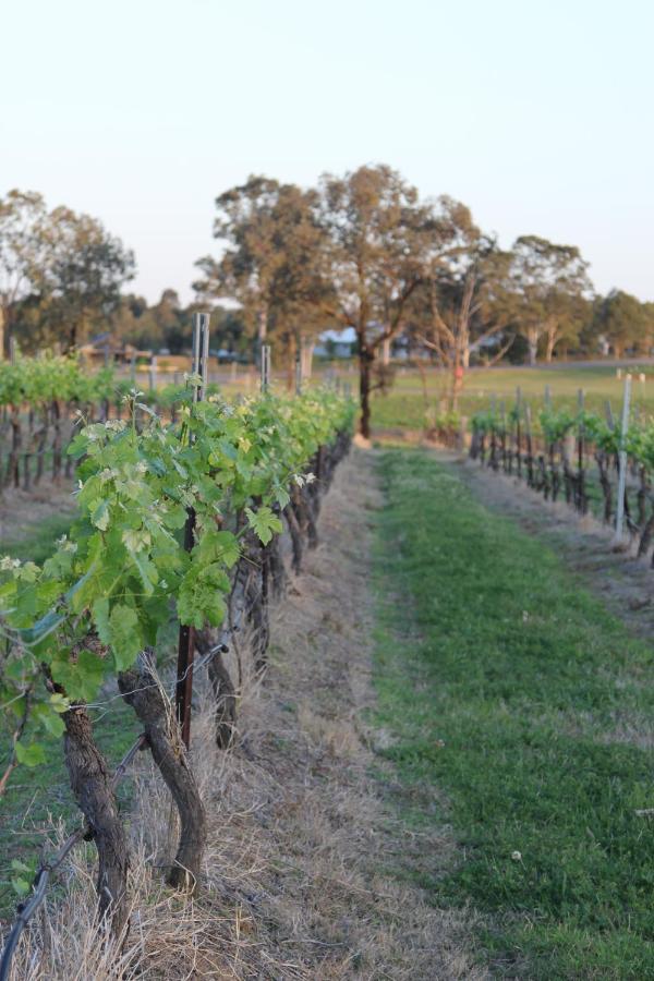 Blueberry Hill Vineyard Stay Rothbury Екстериор снимка