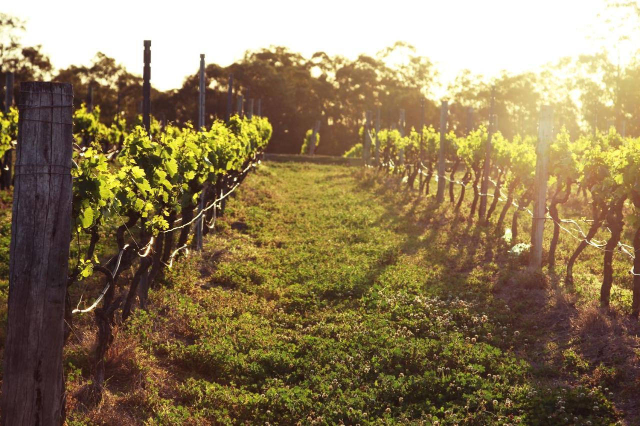 Blueberry Hill Vineyard Stay Rothbury Екстериор снимка