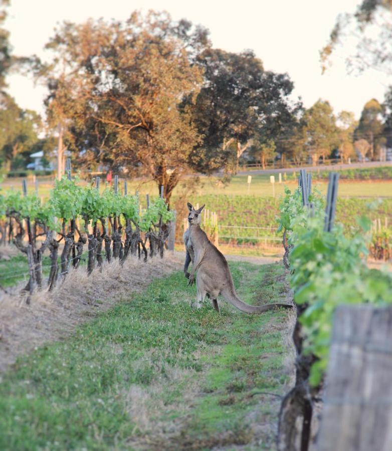 Blueberry Hill Vineyard Stay Rothbury Екстериор снимка